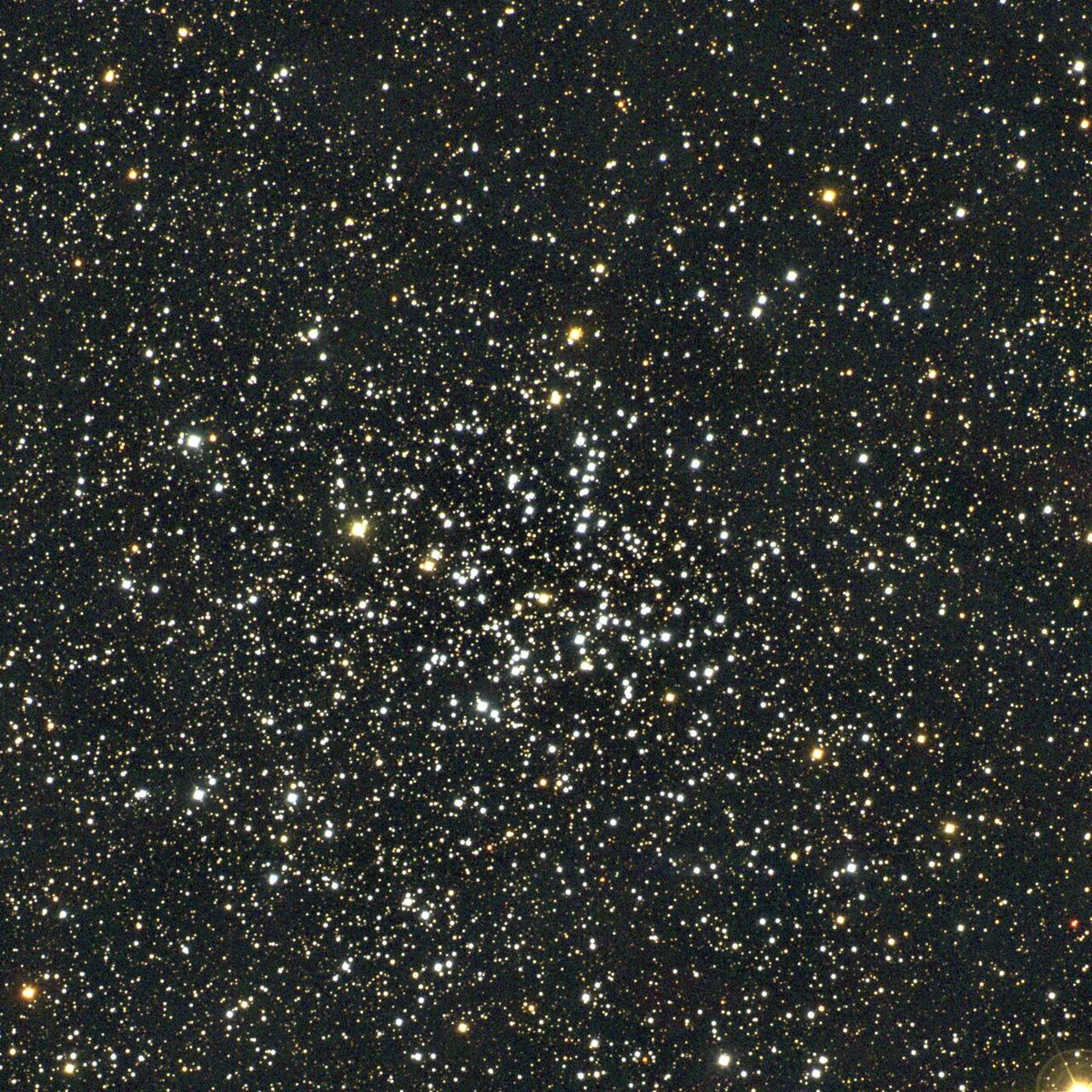 Photograph of Starfish Cluster (M38), an open cluster in Auriga